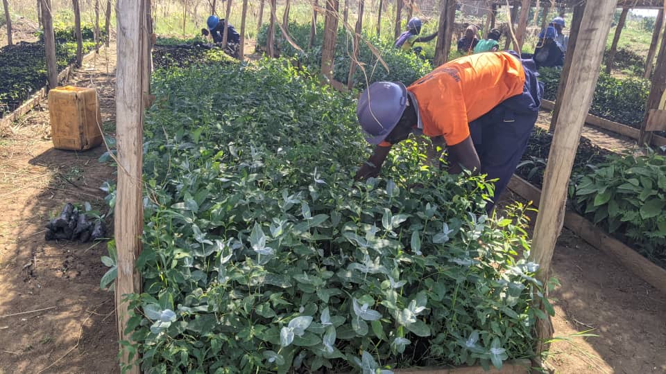 Formation en agriculture inclusive : Une opportunité pour les PVH de Djugu